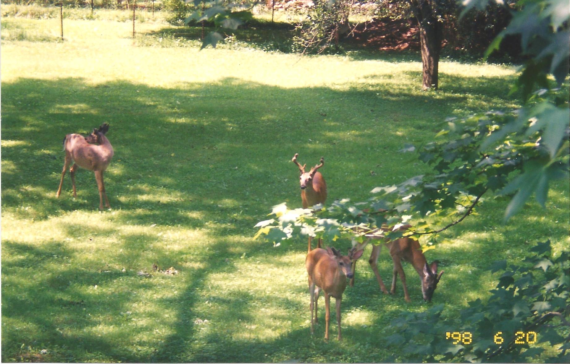 Deer in back meadow at Ancient Oak