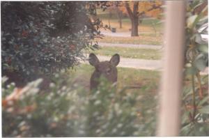 Deer Peeks  In Kitchen Window at Ancient Oak